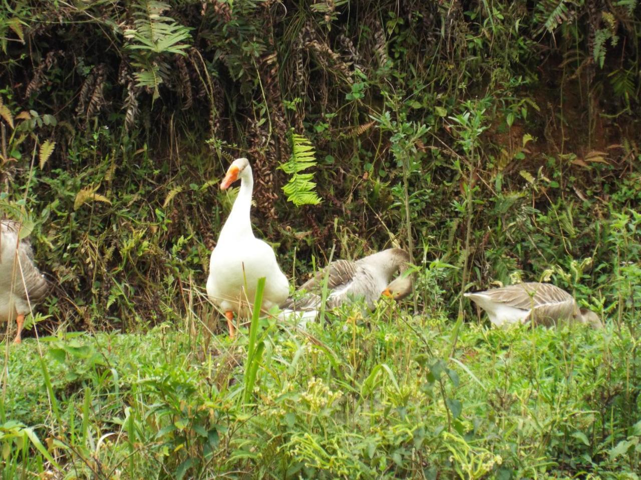 Estrela Da Serra Hotel Fazenda ซานโต อังตัวนิโอ โด ปิงญัล ภายนอก รูปภาพ