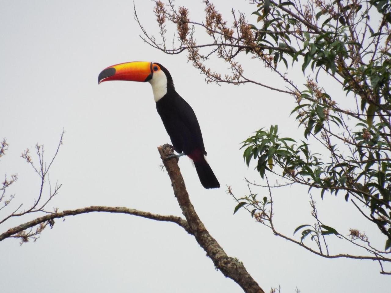 Estrela Da Serra Hotel Fazenda ซานโต อังตัวนิโอ โด ปิงญัล ภายนอก รูปภาพ